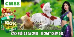 Cách Nuôi Gà Đá – Hướng Dẫn Chi Tiết A-Z Cho Người Mới