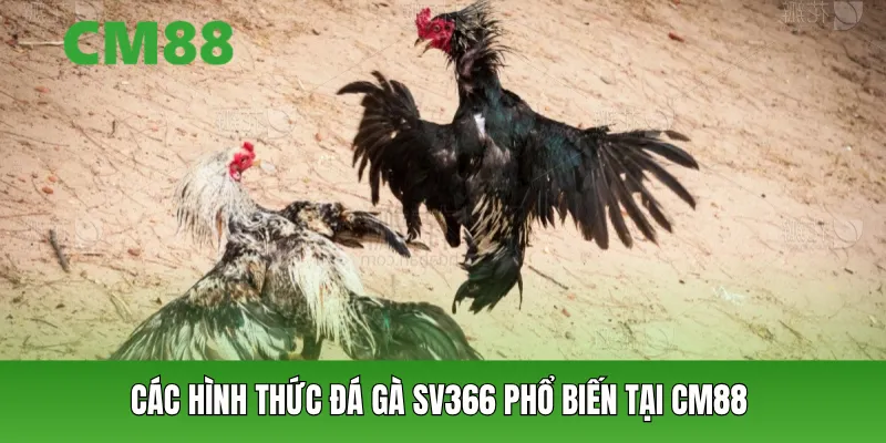 Các hình thức đá gà SV366 phổ biến tại CM88